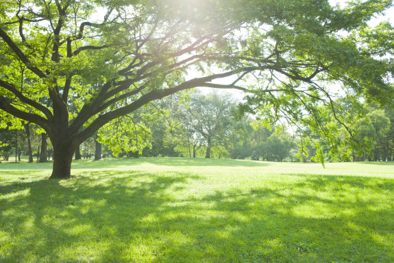 Baum steht auf einer Wiese im Sonnnenschein