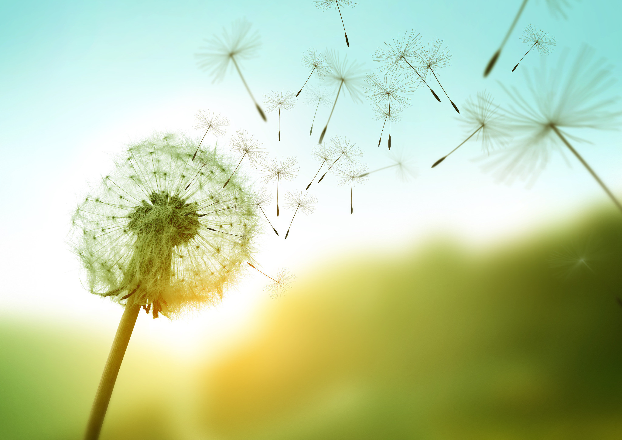 Pusteblume im Sonnenschein